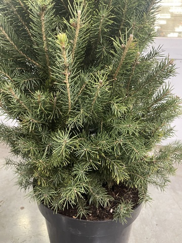 Ель голубая сербская