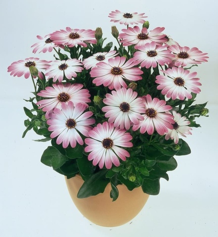 2794 Остеоспермум FLOWERPOWER PINK EYE 21 (ВЕСНА 2025)