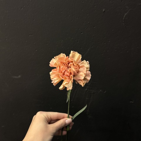 Гвоздика пудрово-розовая 60 см 1 шт