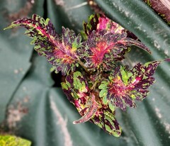 Подарок LO 3 колеус