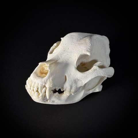 Череп собаки