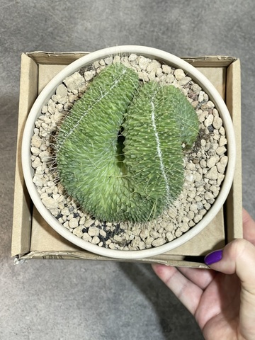 Маммиллярия Спинозиссима Ун Пико в керамике d15