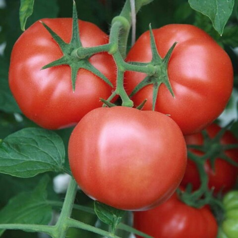 Томат Капитан