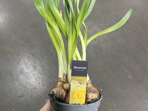 Нарцисс Kiss Me