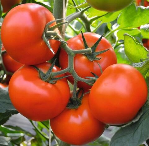 Томат Флетчер