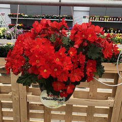 1207 Бегония DREAMS GARDEN MACAROUGE (Весна 2026)