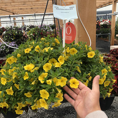 1907 Калибрахоа ALOHA KONA YELLOW (ВЕСНА 2025)