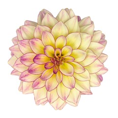 1730 Георгин HYPNOTICA TROPICAL BREEZE (ВЕСНА 2025)