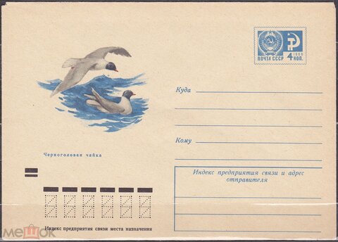 71-493 черноголовая чайка