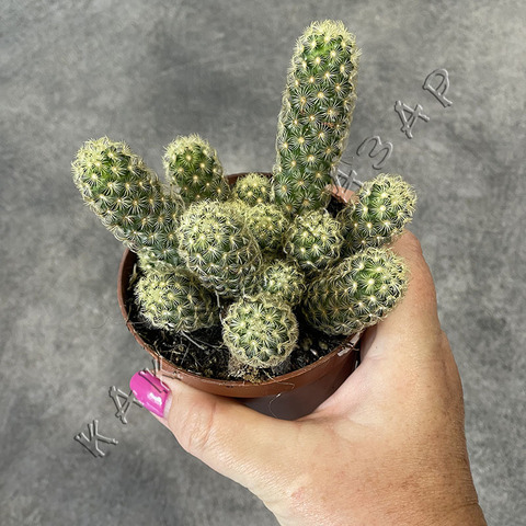 Маммиллярия Элонгата Лемон d9