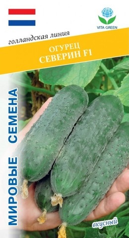 Семена Огурец Северин F1