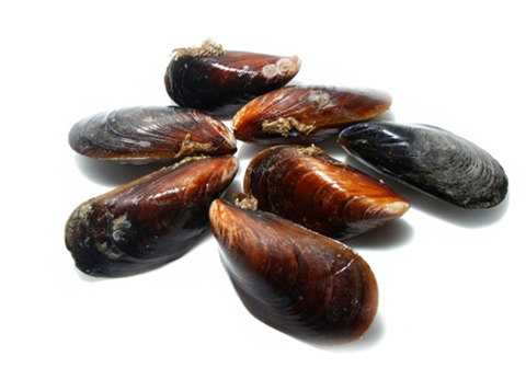 Мидии Дальневосточные живые, 1кг