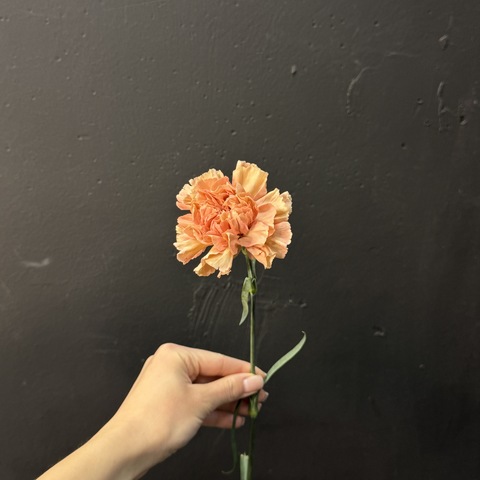 Гвоздика пудрово-розовая 60 см 1 шт