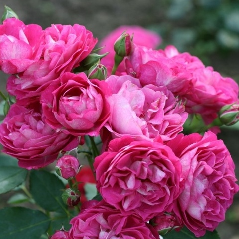 Мария Ренессанс (Maria Renaissance)