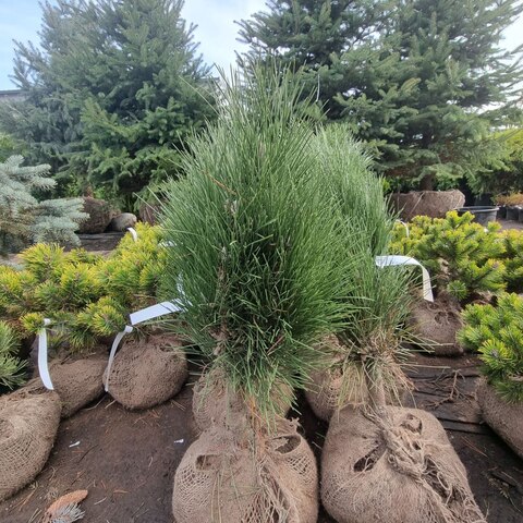 Сосна черная Грин Тауэр | Pinus nigra Green Tower 50-60 см