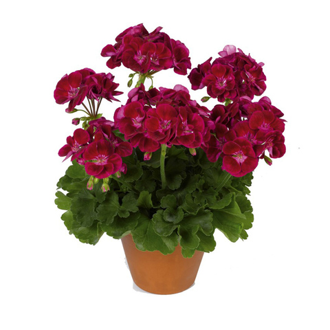 2819 Пеларгония зональная PAC FLOWER FAIRY VELVET        (ВЕСНА 2025)