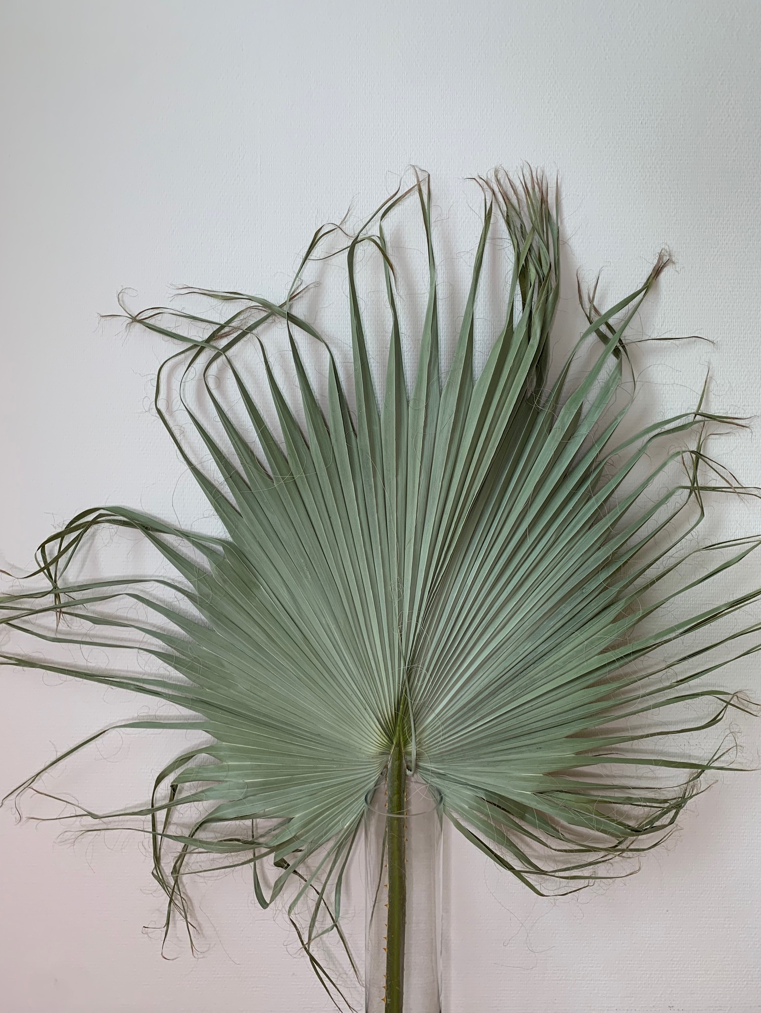 Цветок иск. Лист пальмы 55/75 см (зеленый) норма купить во Владивостоке по низкой цене