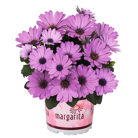 2756 Остеоспермум MARGARITA DARK LILAC (ВЕСНА 2025)