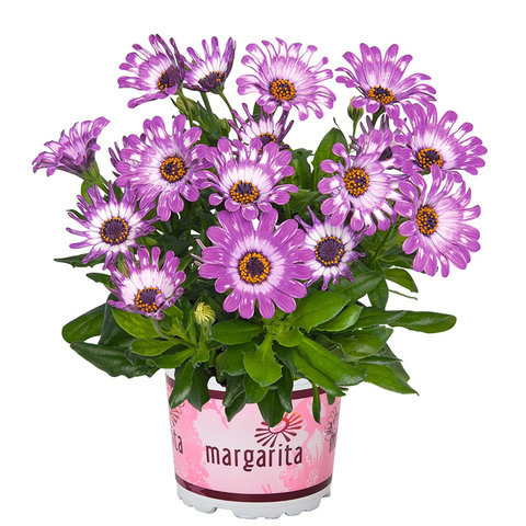 2766 Остеоспермум MARGARITA PURPLE SPOON (ВЕСНА 2025)