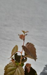 Teofrast Береза карельская Betula pendula var. carelica