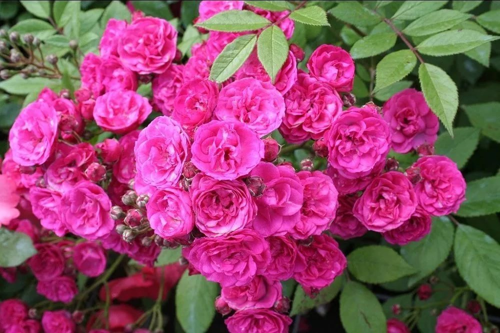 Динки (Dinky) сорта красных роз. розы купить в области. канадские розы  отзывы. плетистые розы для подмосковья. саженцы роз флорибунда. посадка роз  отзывы. почвопокровные розы купить. роза глория описание. купить розы в  питомнике.