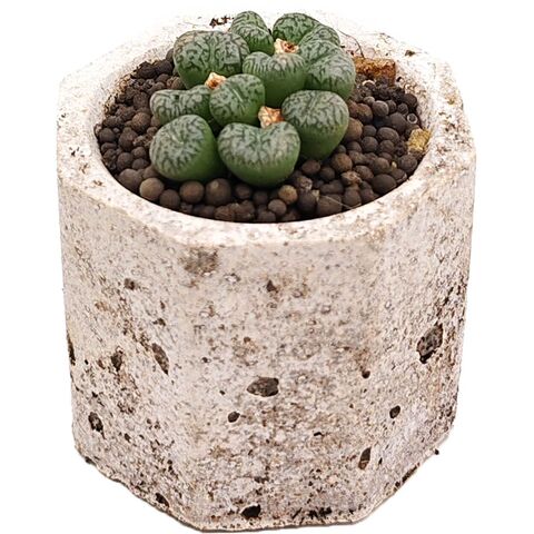 Суккулент Конофитум EnjoyPlants 540602