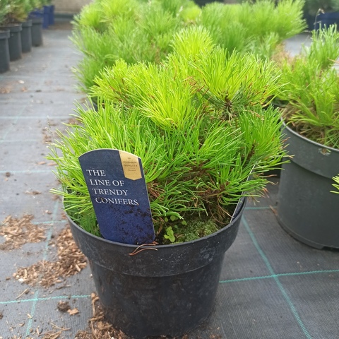 Сосна горная 