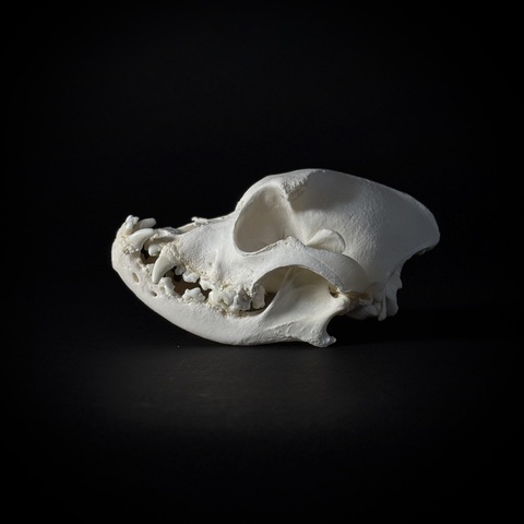 Череп собаки