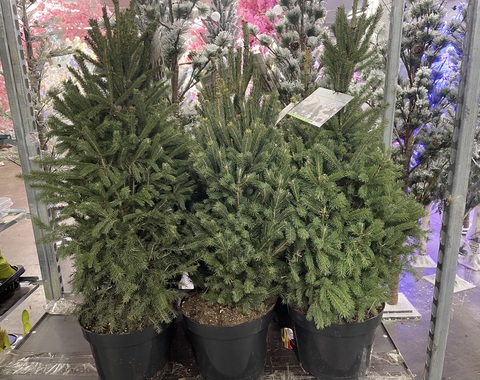 Ель голубая сербская