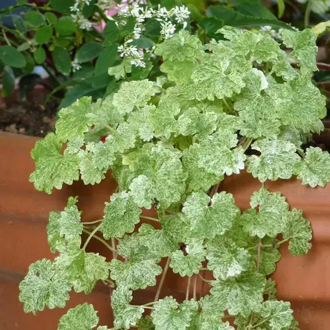 Будра крапчатая Dupped light