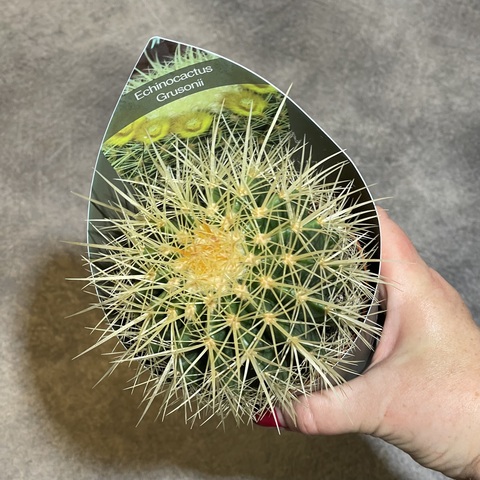 Эхинокактус Грузони d10