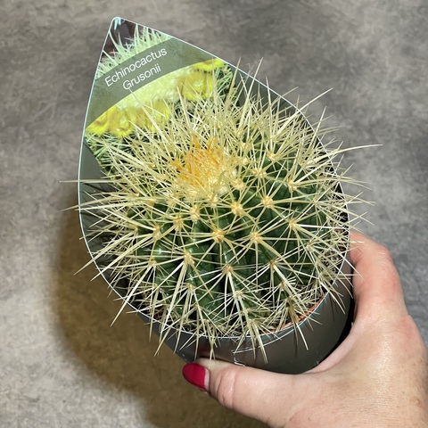 Эхинокактус Грузони d10