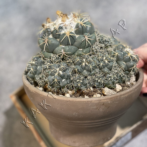 Корифанта Андреа в Керамике d17