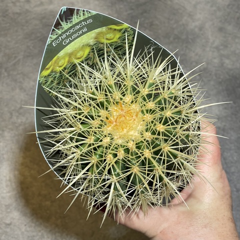 Эхинокактус Грузони d10