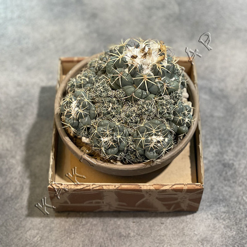 Корифанта Андреа в Керамике d17