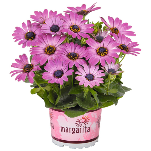 2757 Остеоспермум MARGARITA DARK PINK (ВЕСНА 2025)
