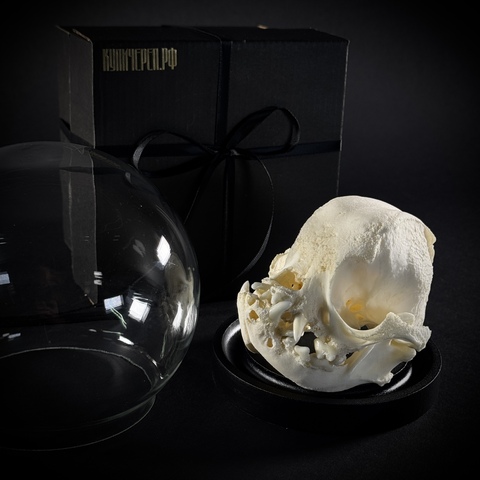 Череп собаки в клоше