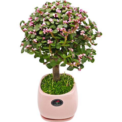 Редкий суккулент - Бонсай Портулакария Афра вариегата штамб D10 H30 в керамическом горшке