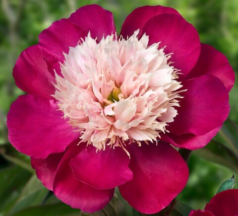 Пион молочноцветковый Вайт Кэп