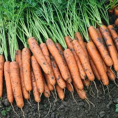 Cемена моркови, Самсон, Bejo, 1 гр.