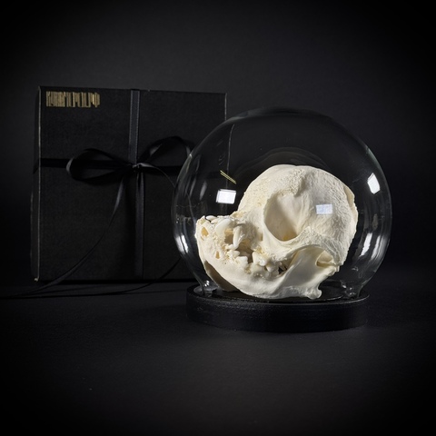 Череп собаки в клоше