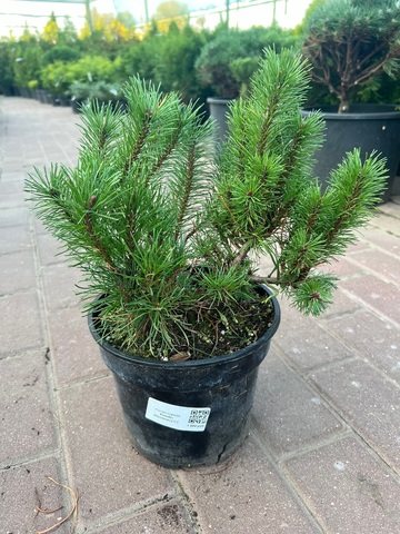 Сосна горная 