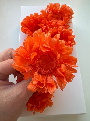 Гербера 5-7см Коралловый (6шт полная коробка)