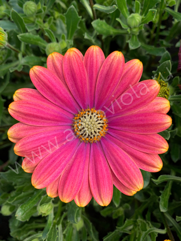 2733 Остеоспермум FLOWERPOWER PINK SUN (ВЕСНА 2025)