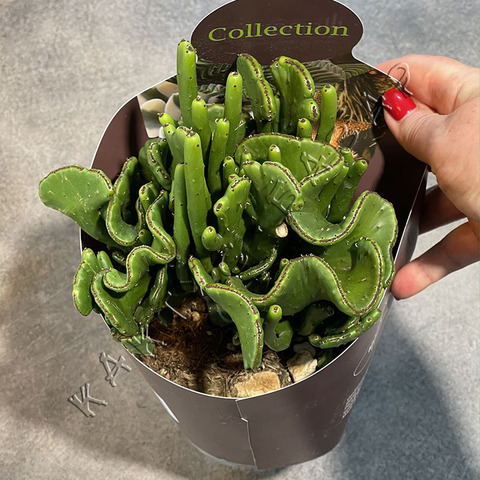 Эуфорбия Леукодендрон Кристата d15