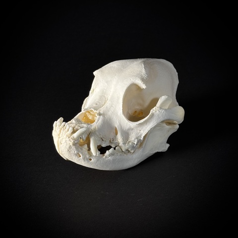 Череп собаки