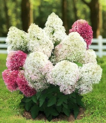 Роял Флауэр (Royal Flower)