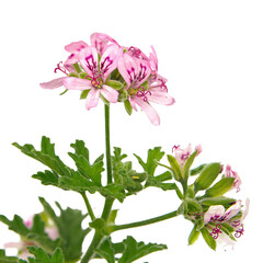 Эфирное масло Герани Бурбонской (Geranium Bourbon) - 10 мл. Compagnie des Sens