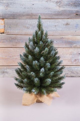 Ель Женева 60см в мешочке заснеженная Triumph Tree