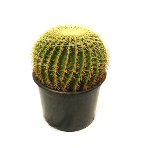 Эхинокактус (Золотой шар)